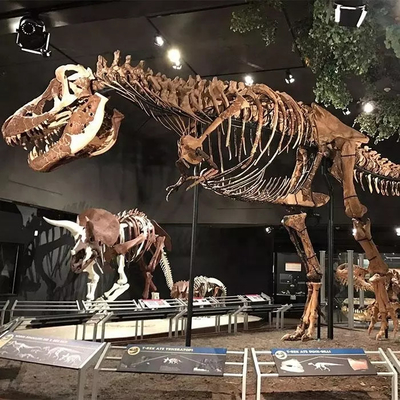Odporna na warunki pogodowe replika szkieletu dinozaura / repliki kości dinozaura
