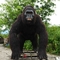 Outdoor realistyczne zwierzęta animatroniczne model goryla naturalny kolor
