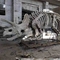 Wystawa Jurassic Park Dinosaur Skeleton, Dinosaur Bone Replicas