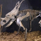 Odporna na warunki pogodowe replika szkieletu dinozaura / repliki kości dinozaura