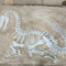 Replika dinozaura naturalnej wielkości, replika dinozaura Fossil dla działalności biznesowej