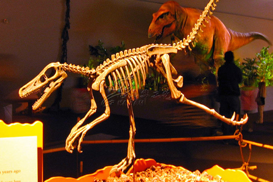 Symulacja Włókno szklane Kompletna skamielina dinozaura dla parku rozrywki