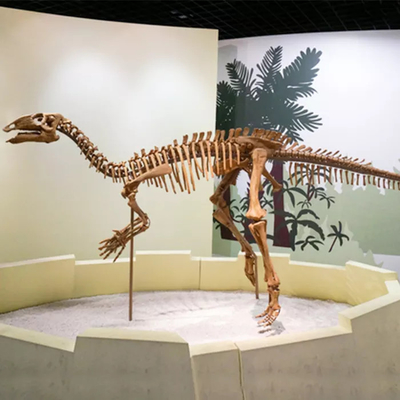 kupować Centrum handlowe Replika szkieletu dinozaura Rozmiar Konfigurowalna skamielina czaszki dinozaura online manufacture