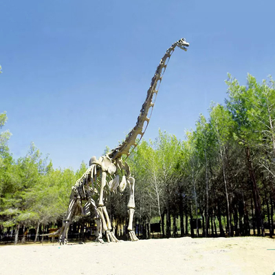 Realistyczna replika szkieletu dinozaura / replika świata jurajskiego do użytku w pomieszczeniach