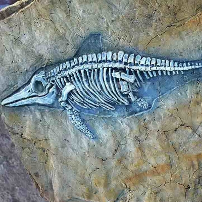 Dobra cena. Centrum handlowe Repliki kości dinozaurów, repliki kopalnych czaszek dinozaurów w Internecie
