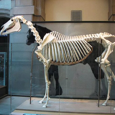 nazwisko
